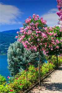 知乎萧行云屏卿宋岩小说全文免费阅读_萧行云屏卿宋岩（主角）最新章节列表