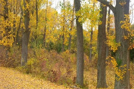 美人与将军全文免费阅读_（美人与将军 ）傅明娇殷玄蔺最新章节列表