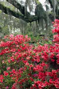 邪王缠上身:神医毒妃不好惹小说免费阅读无弹窗_ (邪王缠上身:神医毒妃不好惹战北寒萧令月)邪王缠上身:神医毒妃不好惹小说免费阅读无弹窗最新章节列表（邪王缠上身:神医毒妃不好惹）