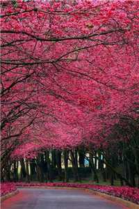 装鹌鹑的苏美人(萧祁苏美人)全文免费阅读无弹窗大结局_ 装鹌鹑的苏美人免费阅读最新章节列表_（萧祁苏美人）