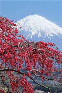 备用彩礼小说（林清俞李妍月）全文免费阅读无弹窗_备用彩礼小说最新章节列表（林清俞李妍月）