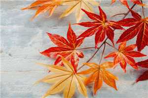 乔烟薄云琛_沈知音傅南琛小说_乔烟薄云琛沈乔烟的小说全文免费阅读无弹窗大结局_(沈乔烟傅琛)沈乔烟的小说最新章节列表